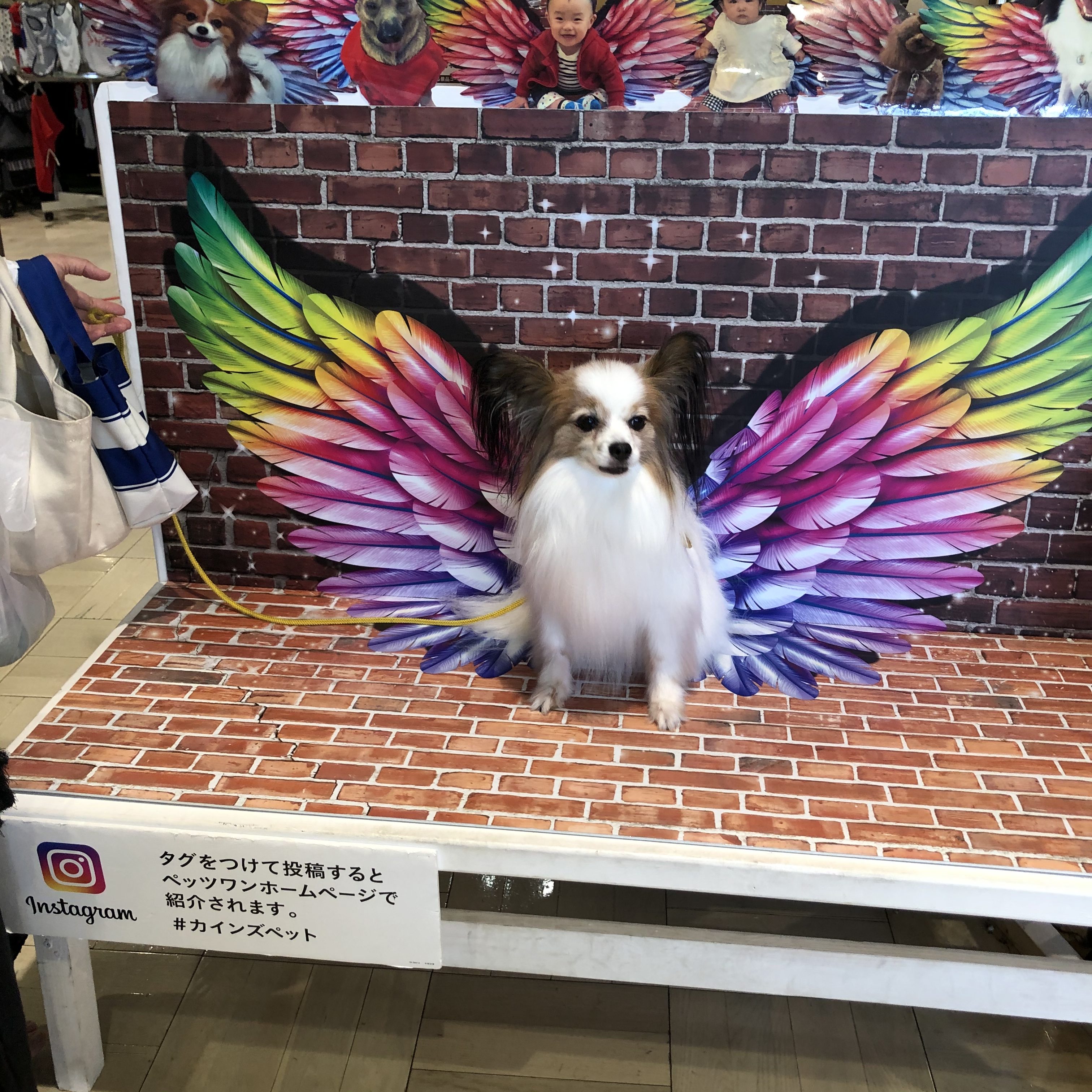 セルフシャンプー 不動産に関するご相談は 株式会社インビクタス